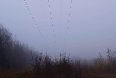 View of bare trees in foggy weather