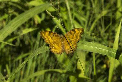 Close-up of butterfly on leaf