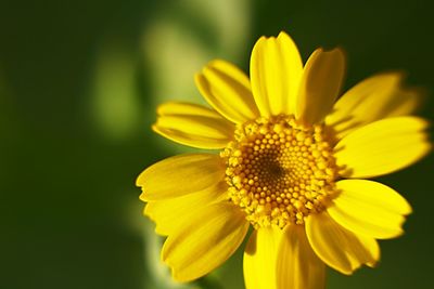 Close-up of sunflower blooming outdoors