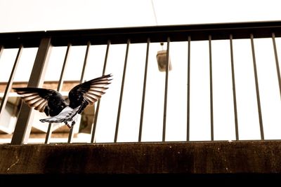 View of birds flying