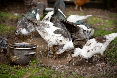 Close-up of birds in water