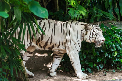 Full length of a cat