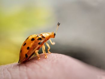 Close-up of insect on hand