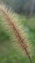 Close-up of spiked plant