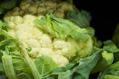 Close-up of cauliflower