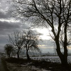 Silhouette bare trees on landscape against sky