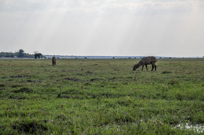 Horses grazing in a field