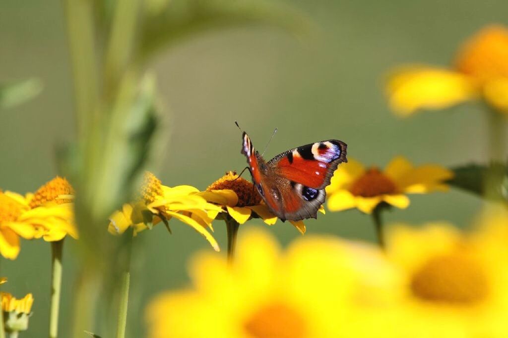 CLOSE-UP OF BUTTERFLY POLLINATING ON FLOWER