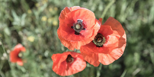 Close-up of bee on red poppy