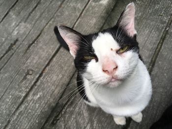 Close-up portrait of a cat