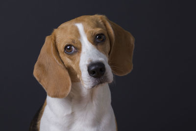 Close-up portrait of dog against black background