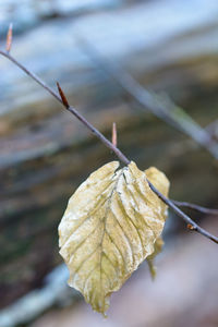 Close-up of leaves against blurred background