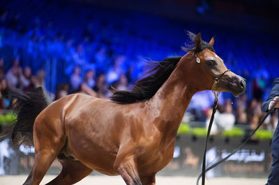 Horse standing in ranch