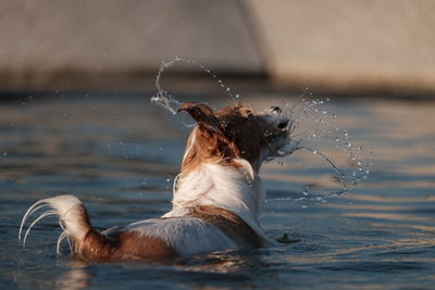 View of dog in water