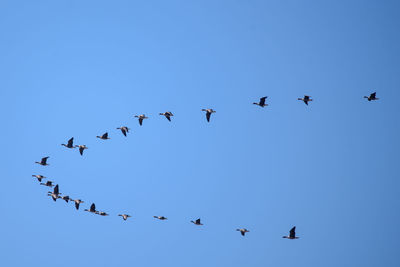 Low angle view of birds flying in sky