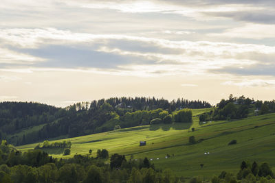 Scenic view of agricultural field against sky