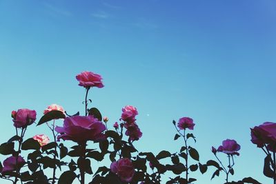 Low angle view of pink flowers blooming against sky