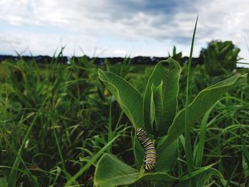 Close-up of plant growing on field against sky