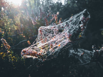 Close-up of spider web on plant in forest