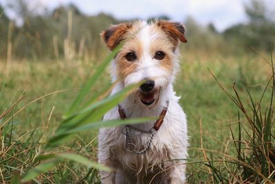 Portrait of dog sticking out tongue on field