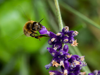 Close-up of bee pollinating on purple flower