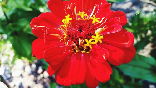 Close-up of red flower blooming outdoors