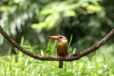 Bird perching on branch in forest