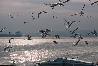 Birds flying over calm sea