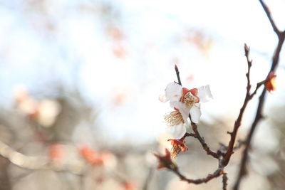 Close-up of cherry blossoms in spring