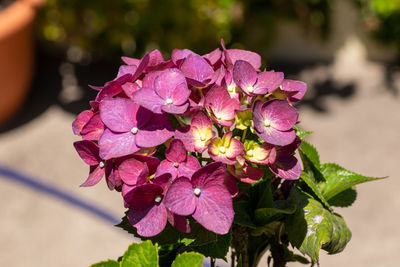 Close-up of pink flowering plant