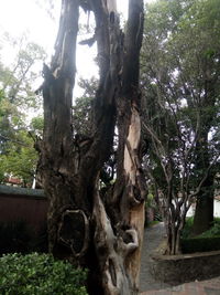 Tree trunk in a forest