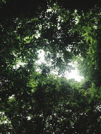Low angle view of trees in forest