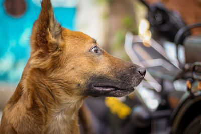 Close-up of a dog looking away