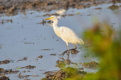 Bird perching on a lake