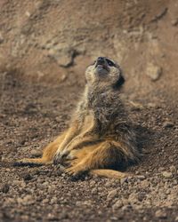 A meerkat looking deflated at northumberland zoo.