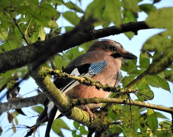 Low angle view of bird perching on tree