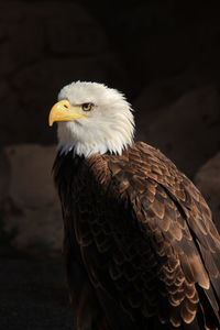 A bird of prey of the eagle family predatory gaze sharp beak	