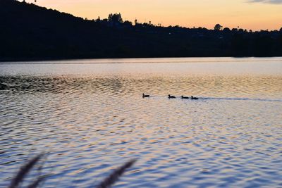 View of birds swimming in lake at sunset