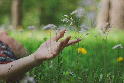 Close-up of hand holding flowering plants on field