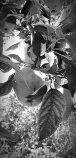 Close-up of fresh green leaves on flowering plant