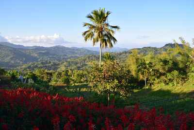 Scenic view of flowering plants and trees against sky