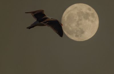 Close-up of bird flying against clear sky