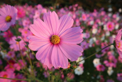 Close-up of pink cosmos flower