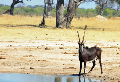 Sable antelope in a field