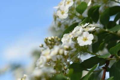 Close-up of white flowering plant against sky