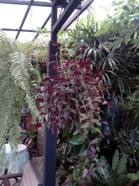 Close-up of potted plants in greenhouse