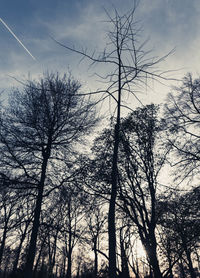 Low angle view of silhouette trees against sky in forest
