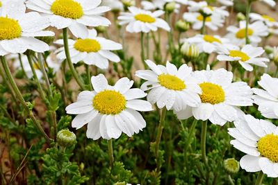 Close-up of white daisy flowers