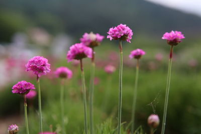 Close-up of pink flowering plants on field