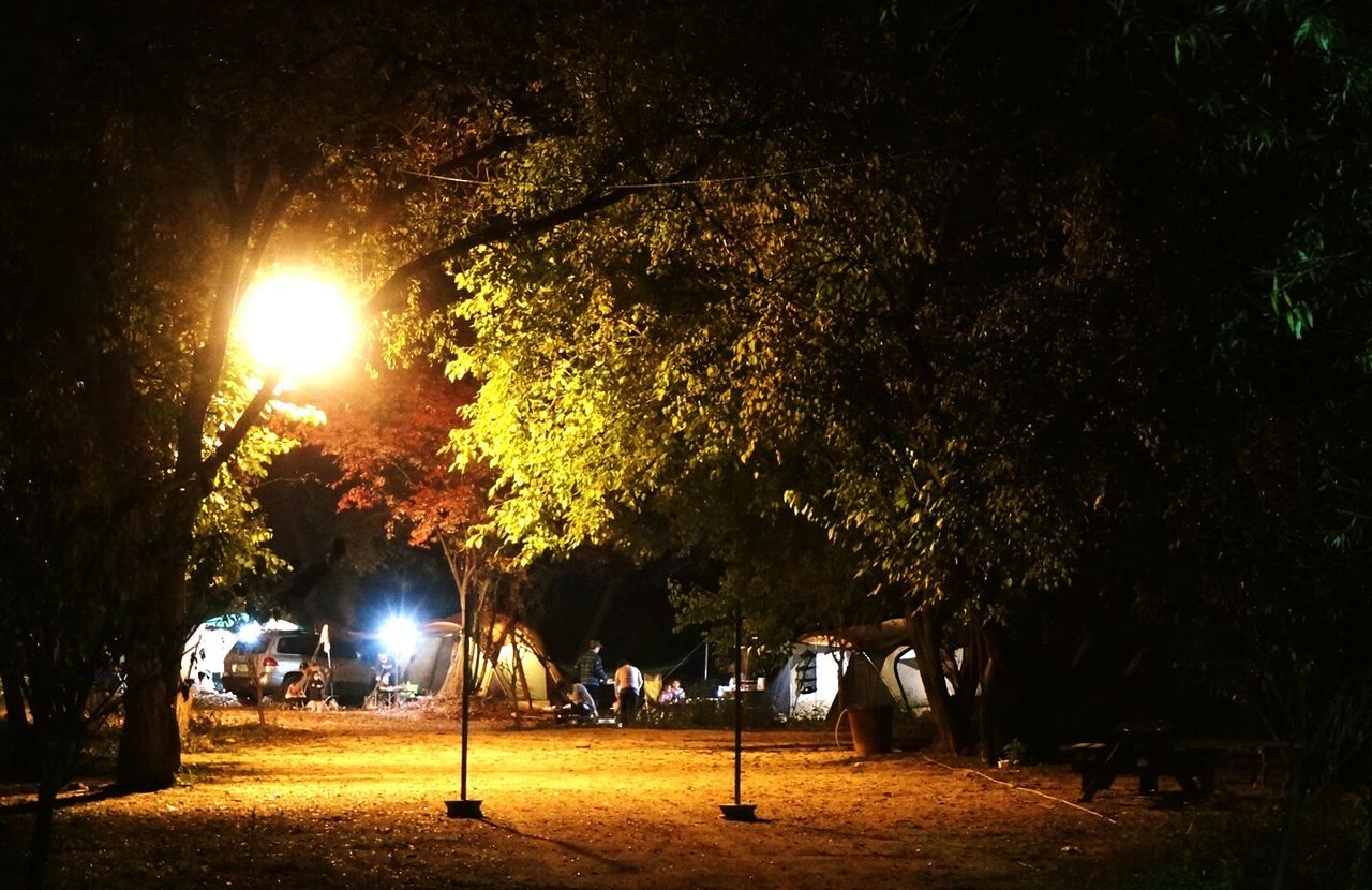 tree, street light, illuminated, lighting equipment, night, growth, lens flare, sunlight, sun, street, nature, the way forward, outdoors, park - man made space, tranquility, building exterior, branch, built structure, footpath, no people